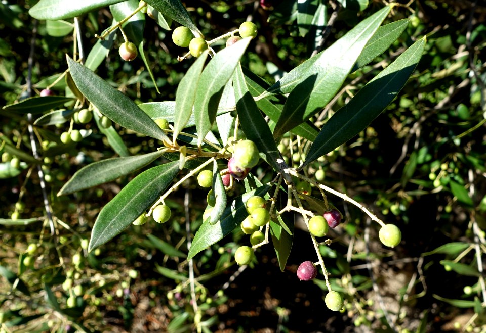 Olea europaea subsp. cuspidata (Olea africana) - Jardín Botánico de Barcelona - Barcelona, Spain - DSC09254