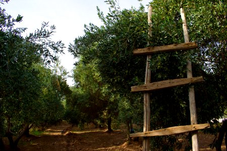 Olive orchard in Koye in the Arbil Governorate of the Kurdistan Region of Iraq 03