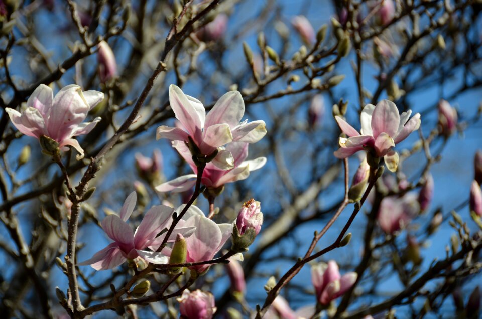 Blossom floral blooming
