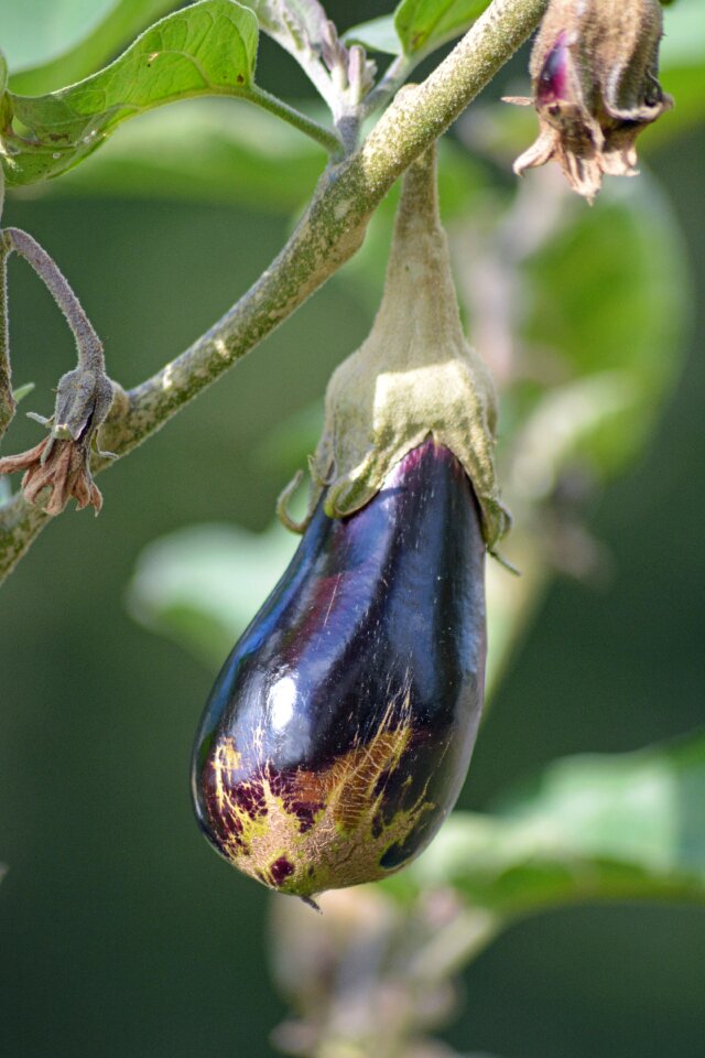 Food harvest bio