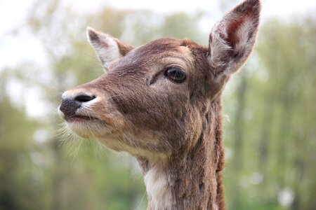 Animal mammal head