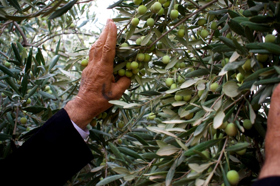 Olive orchard in Koye in the Arbil Governorate of the Kurdistan Region of Iraq 08