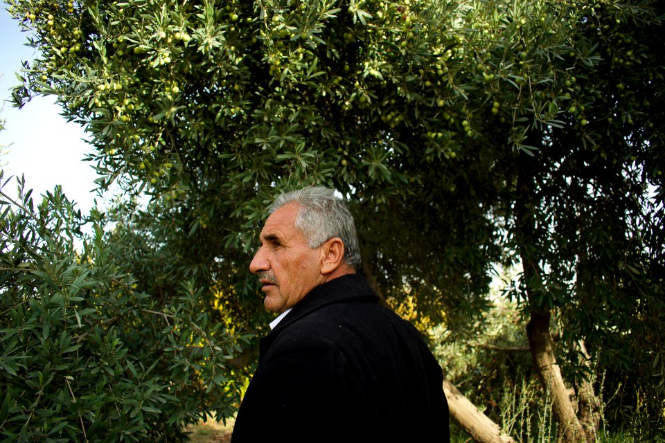 Olive orchard in Koye in the Arbil Governorate of the Kurdistan Region of Iraq 14