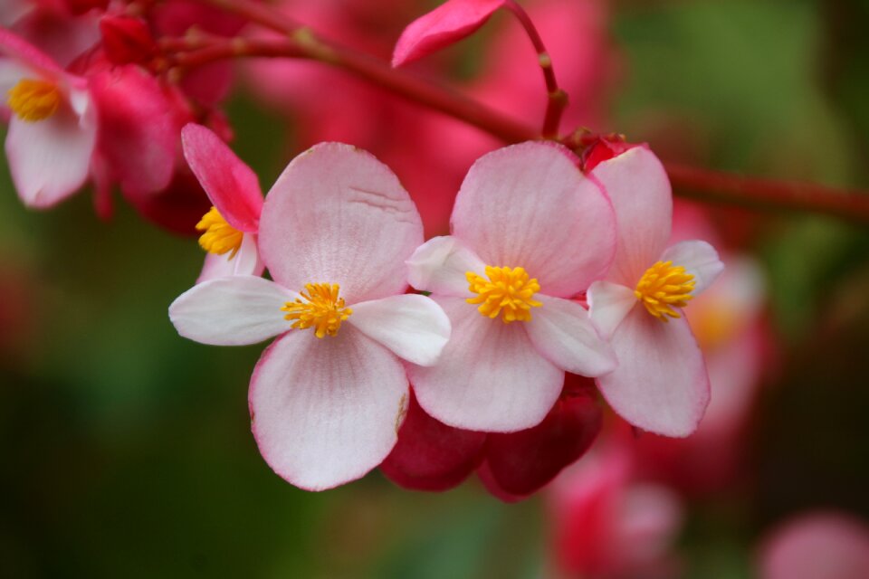 Bloom plant delicate flower photo