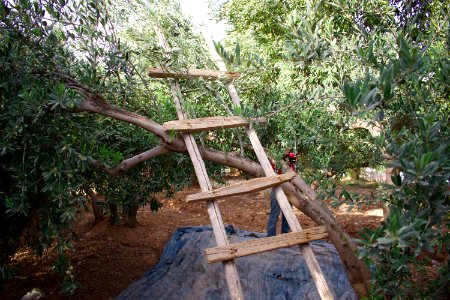 Olive orchard in Koye in the Arbil Governorate of the Kurdistan Region of Iraq 13