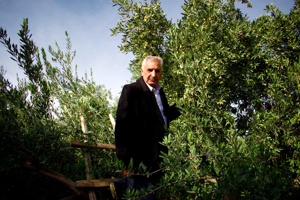 Olive orchard in Koye in the Arbil Governorate of the Kurdistan Region of Iraq 12