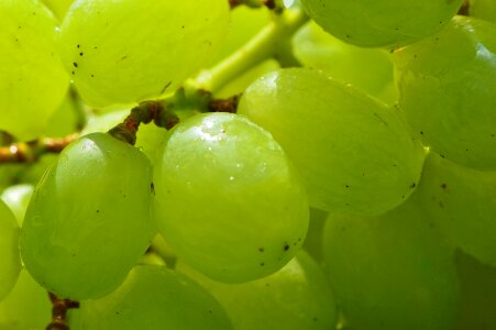 Fruit food green