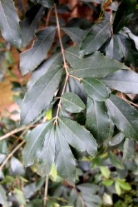 Olea tsoongii - Brooklyn Botanic Garden - Brooklyn, NY - DSC08193