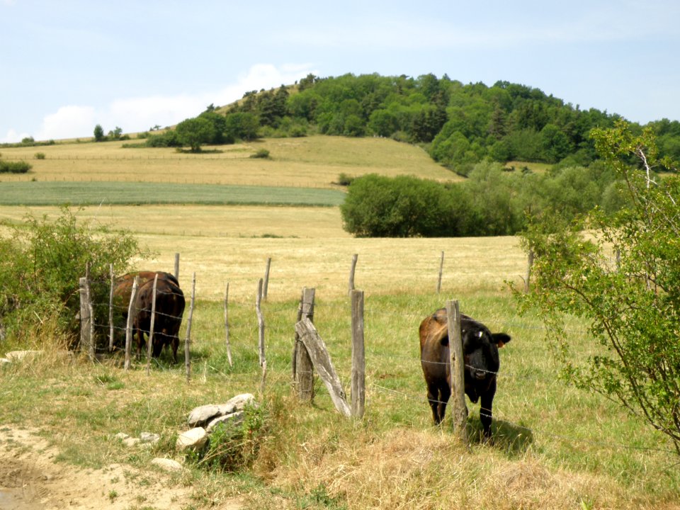 Olloix Puy d'Auzelle2