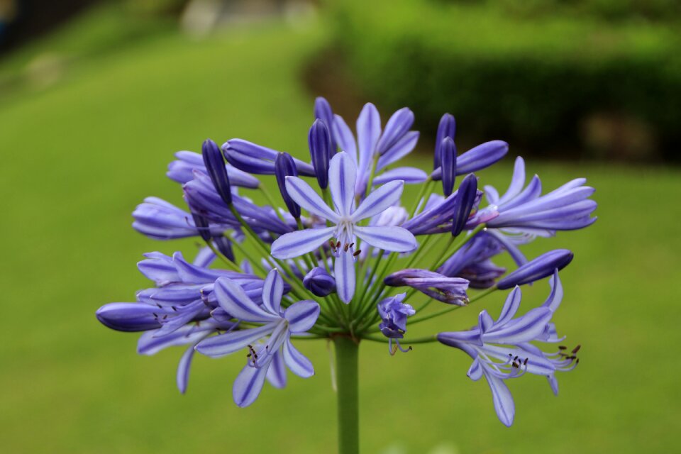 Purple flower flower plant