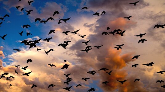 Migration nature cloud