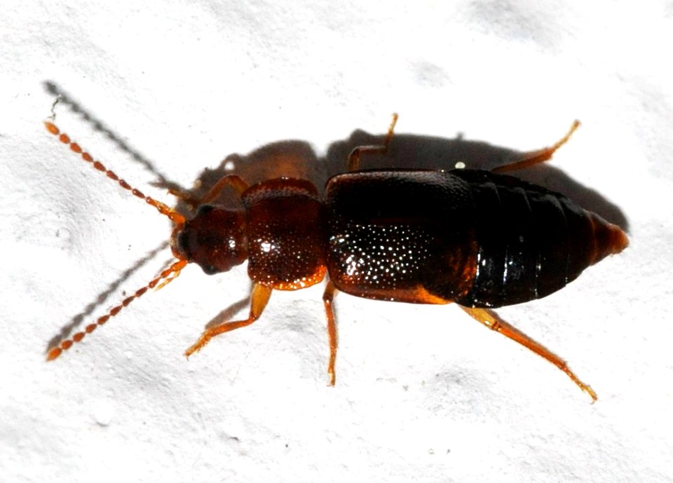 Olophrum-assimile-03-fws