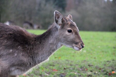 Kitz free deer free running