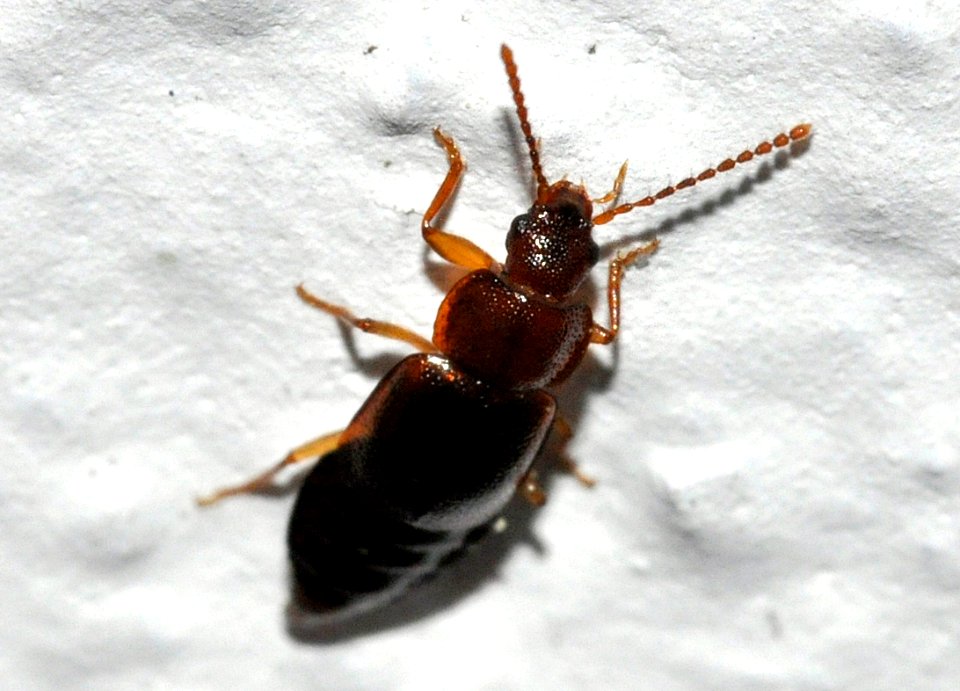 Olophrum-assimile-04-fws
