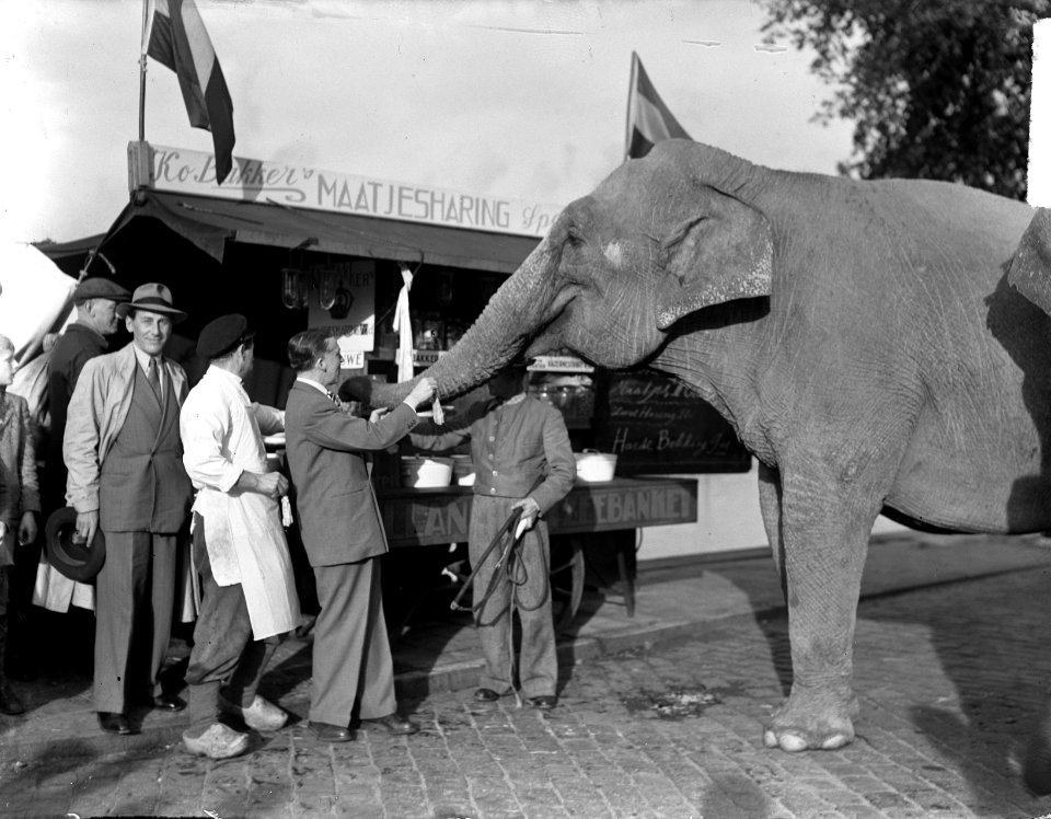 Olifant van Circus Mikkenie heeft trek in haring, Bestanddeelnr 903-0318