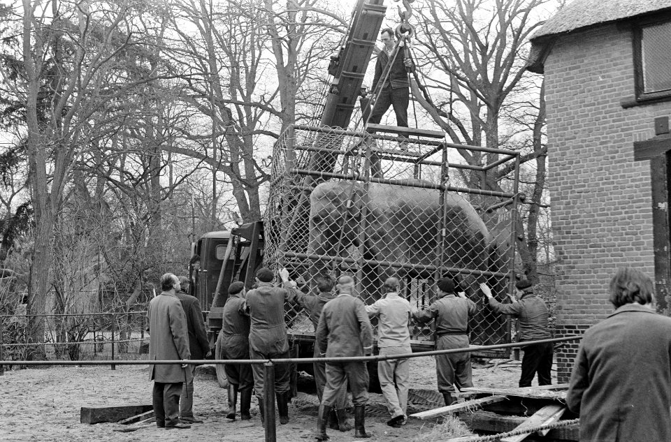 Olifant Barbara uit Emmen naar Artis te Amsterdam, transport, Bestanddeelnr 919-2271