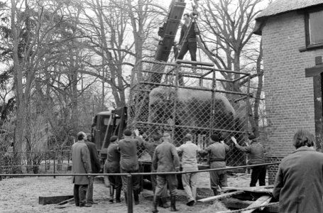 Olifant Barbara uit Emmen naar Artis te Amsterdam, transport, Bestanddeelnr 919-2271