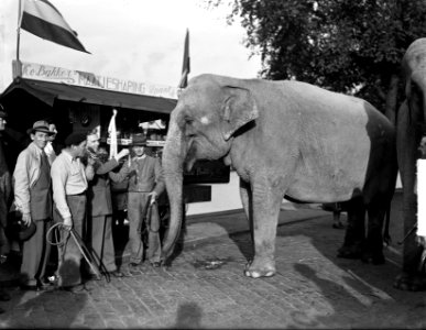 Olifant van Circus Mikkenie heeft trek in haring, Bestanddeelnr 903-0316