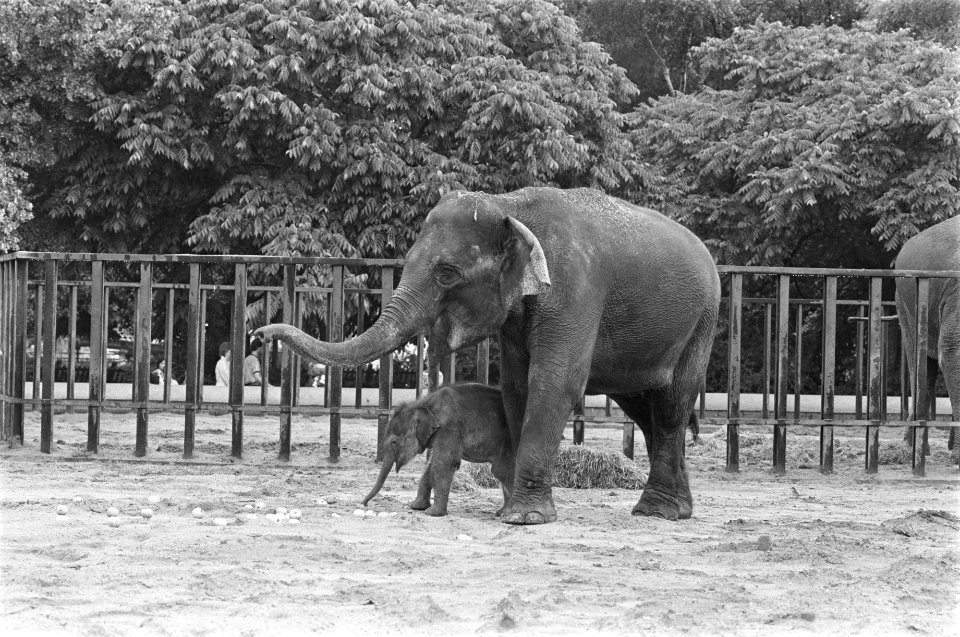 Olifantenbaby Bernhardine eerste keer buiten in Diergaarde Blijdorp te Rotterdam, Bestanddeelnr 933-0318