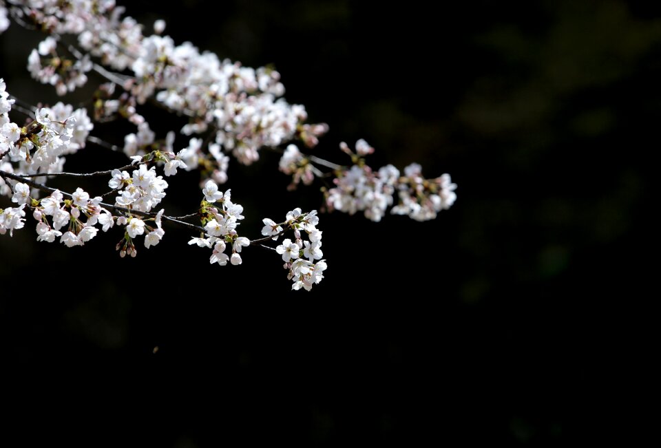 Cherry flowers white flowers Free photos