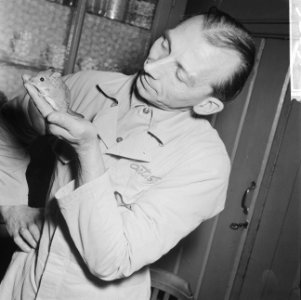 Olifantsspitsmuis in Artis, Bestanddeelnr 913-2891