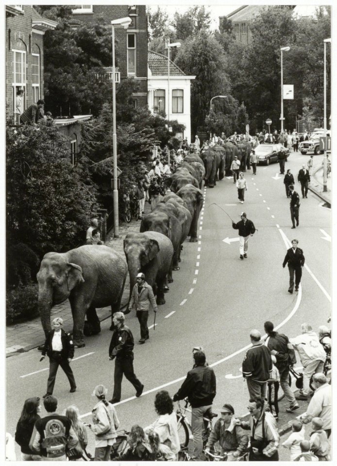 Olifanten van het American Circus lopen staart-in-slurf op de Raamsingel, hoek van Eedenstraat. NL-HlmNHA 54035087