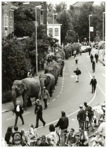 Olifanten van het American Circus lopen staart-in-slurf op de Raamsingel, hoek van Eedenstraat. NL-HlmNHA 54035087