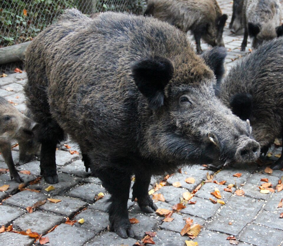 Boar wild wildlife park