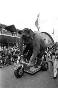 Olifant Bijoya van Circus Krone op zijn driewieler op straat, rechts Christel Se, Bestanddeelnr 928-0124