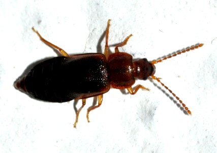Olophrum-assimile-01-fws