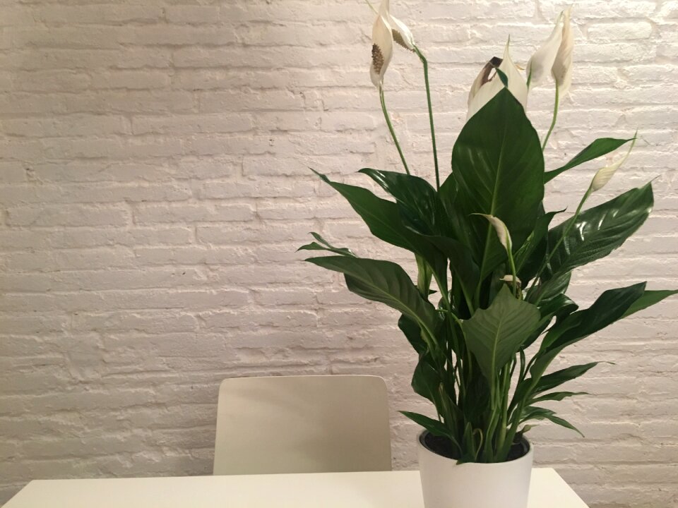 White design decoration