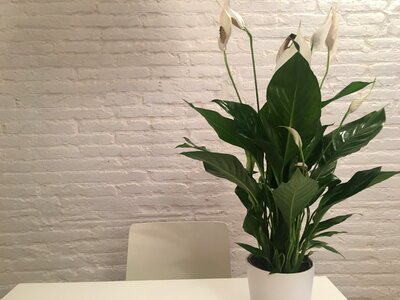 White design decoration