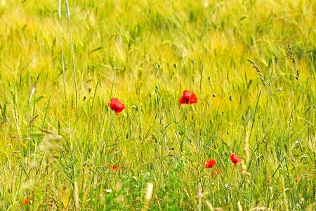 Grass poppies red