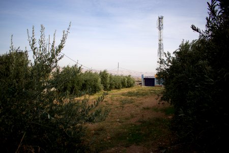 Olive orchard in Koye in the Arbil Governorate of the Kurdistan Region of Iraq 21