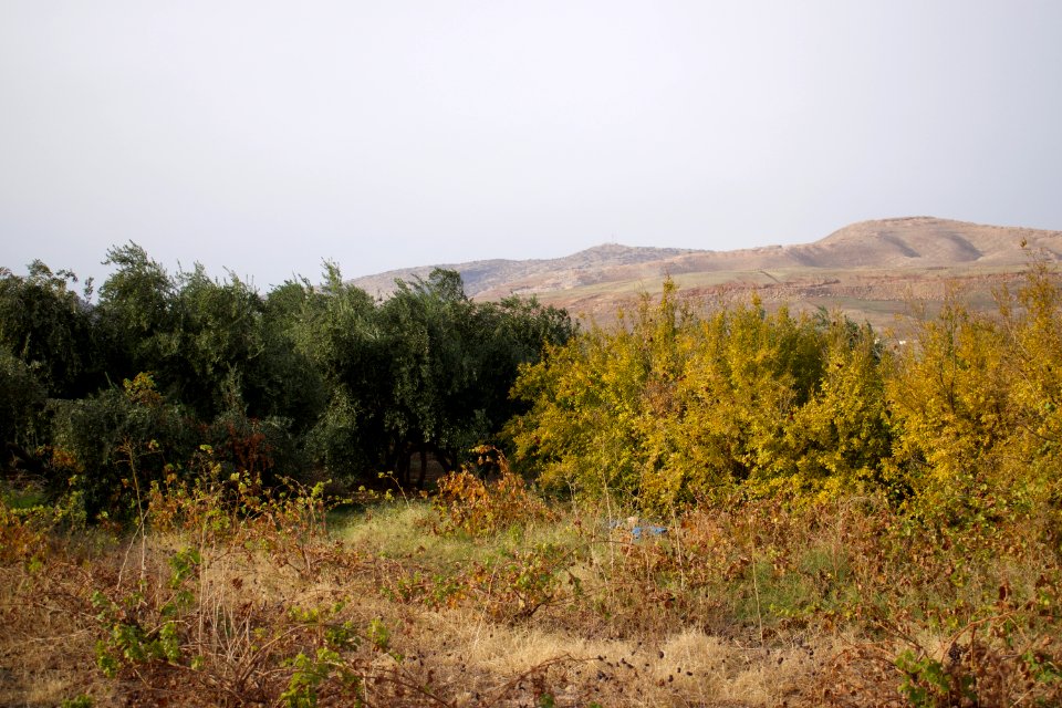 Olive orchard in Koye in the Arbil Governorate of the Kurdistan Region of Iraq 18