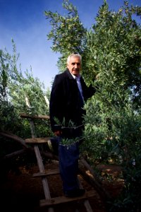 Olive orchard in Koye in the Arbil Governorate of the Kurdistan Region of Iraq 11