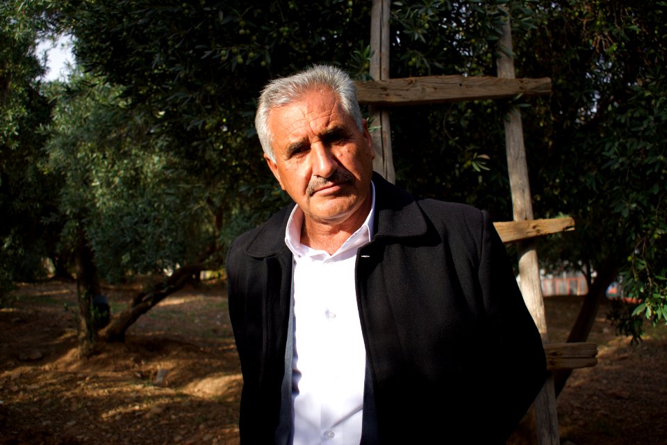 Olive orchard in Koye in the Arbil Governorate of the Kurdistan Region of Iraq 06