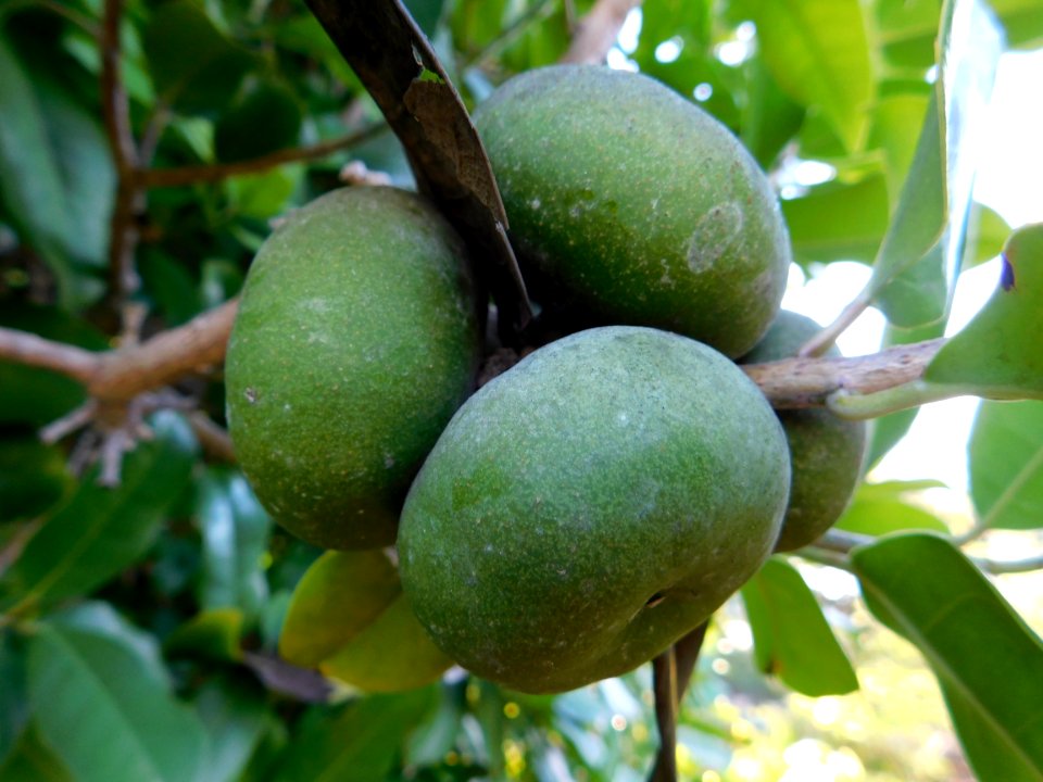 Olmediella betschleriana fruit