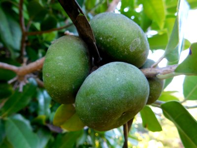 Olmediella betschleriana fruit