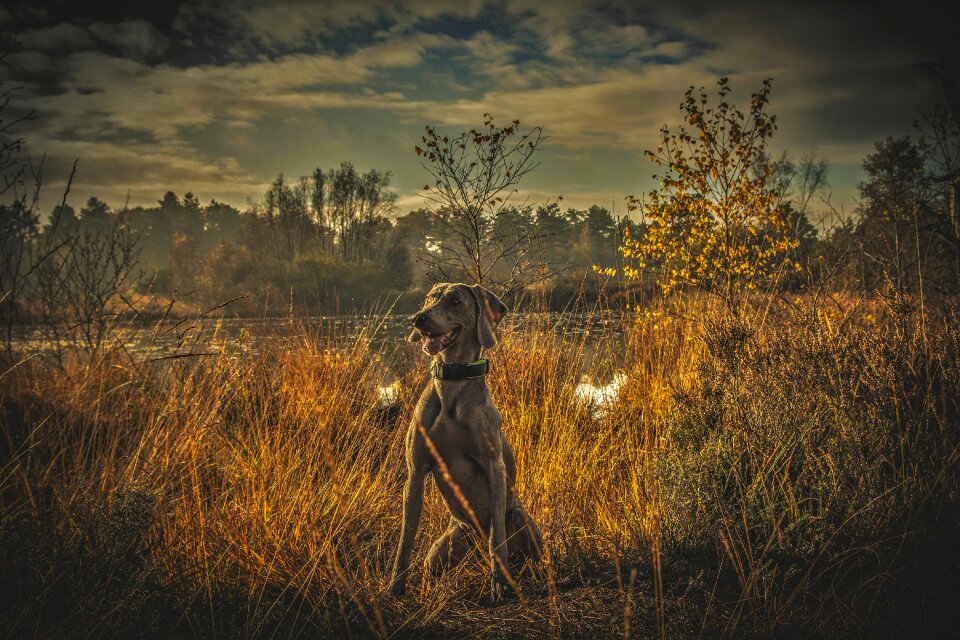 Pet breed adorable