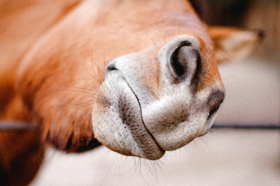 Nose whiskers brown horse