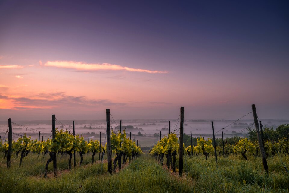 Sunrise sunset vineyard
