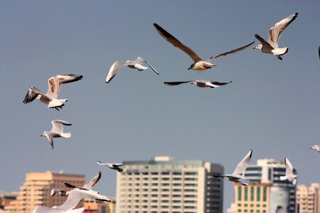 Bird gull sky photo