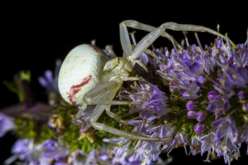 Misumena vatia spider white spider