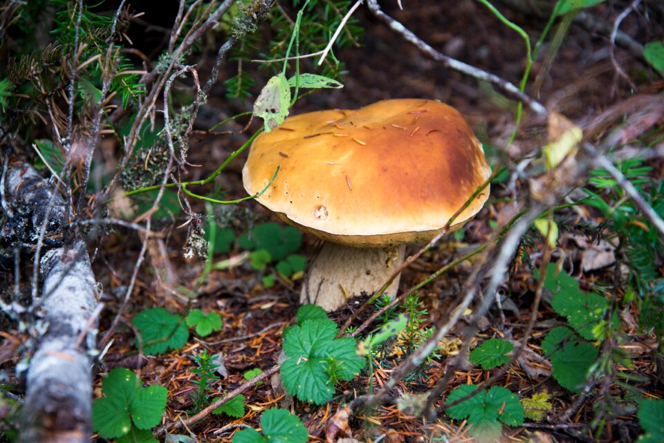 Mushroom porcini king bolete