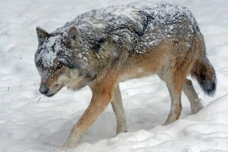 Canis lupus pack animal social
