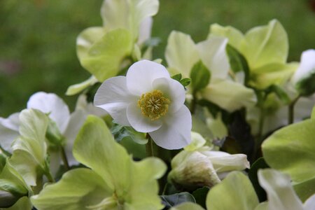 White nature hellebore