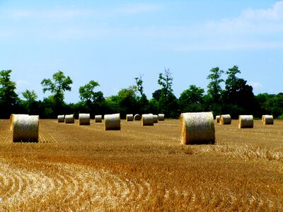 Straw bales harvested crops agriculture