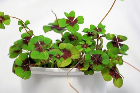 Lucky charm lucky clover vierblättrig