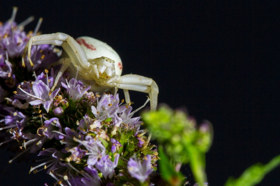 Misumena vatia spider white spider